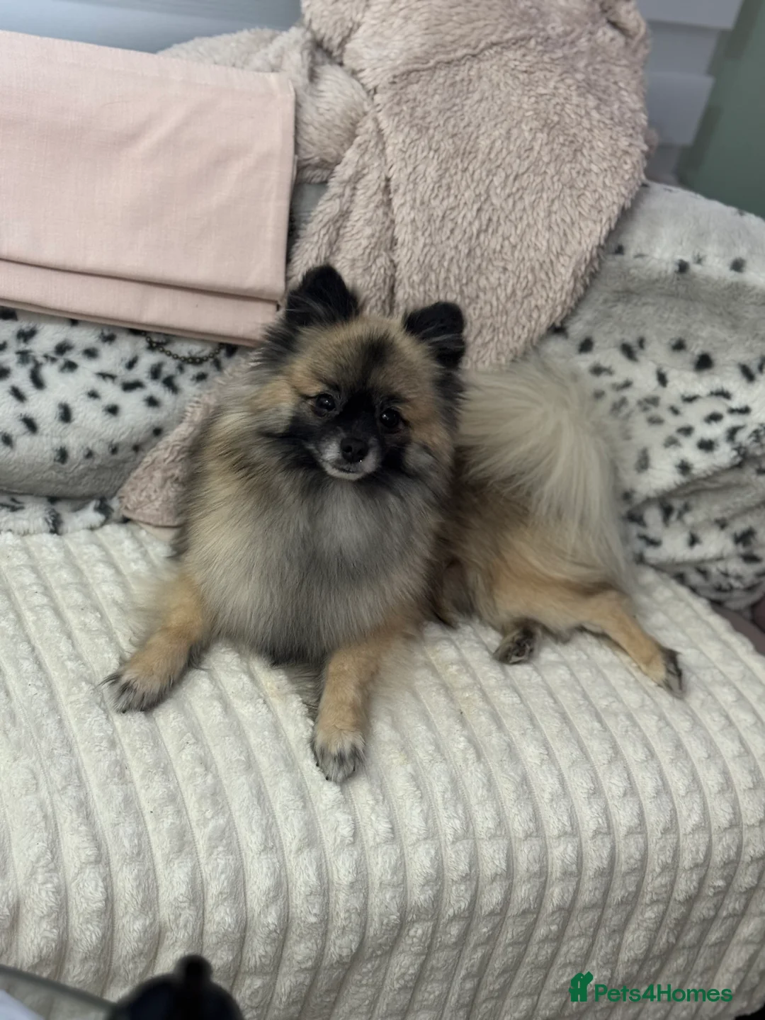 Pomeranian dogs for stud: 2kg, KC Registered, Proven, Pomeranian  in Cardiff - Advert 11