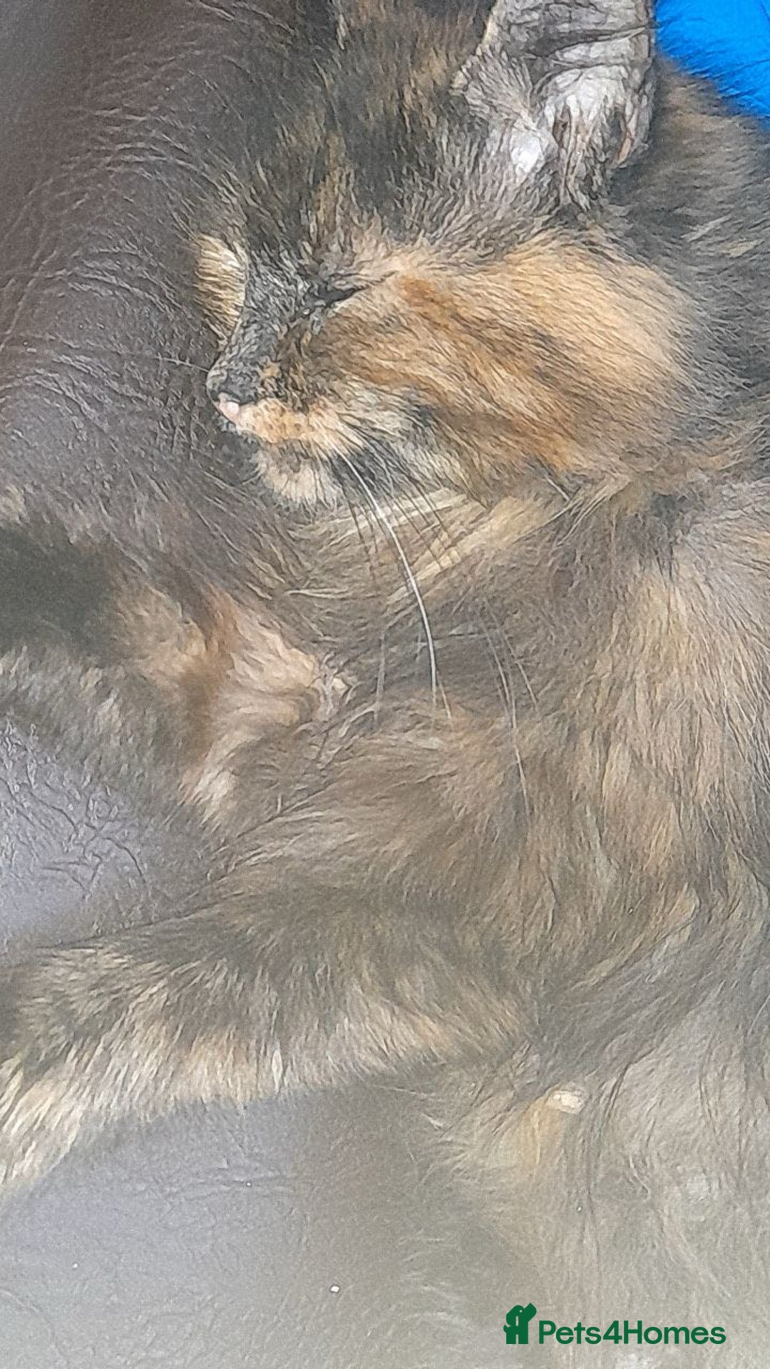 Mixed Breed cats for sale: Beautiful tabby long haired female cat - Image 2