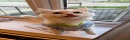 Persian cats for sale: BOY LEFT  - Advert 5