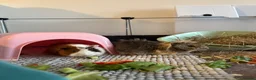 Guinea Pig rodents for sale: Two female guinea pigs for rehome - Advert 5