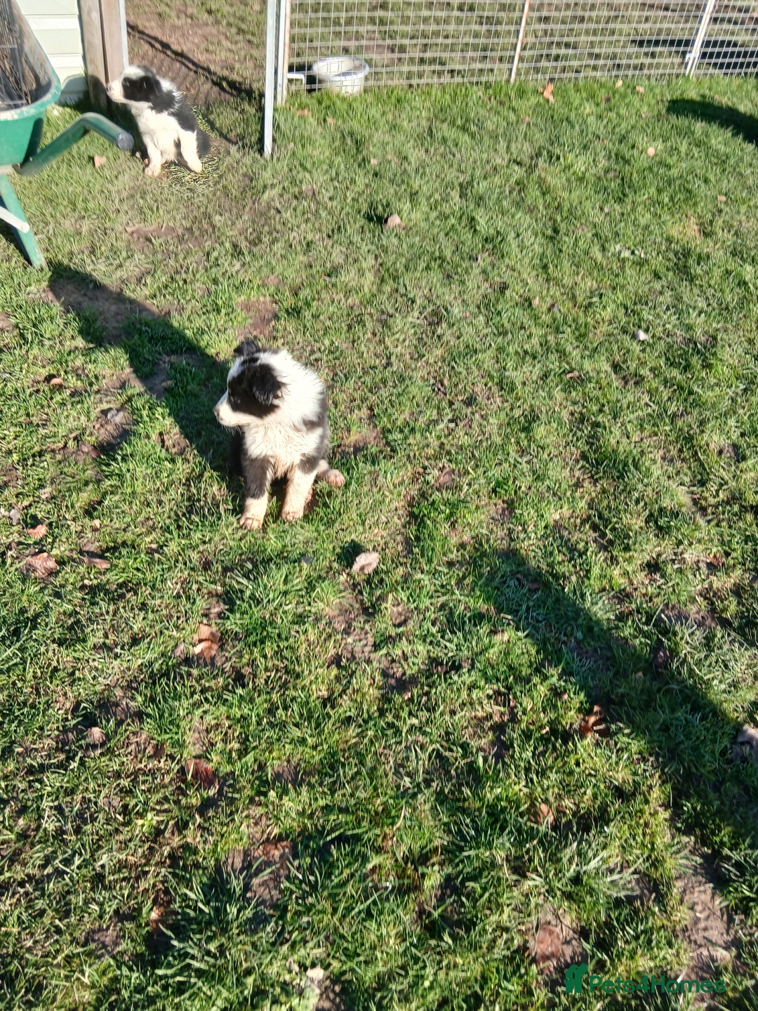 Border Collie dogs for sale: Long coated traditional border collie pups - Advert 21