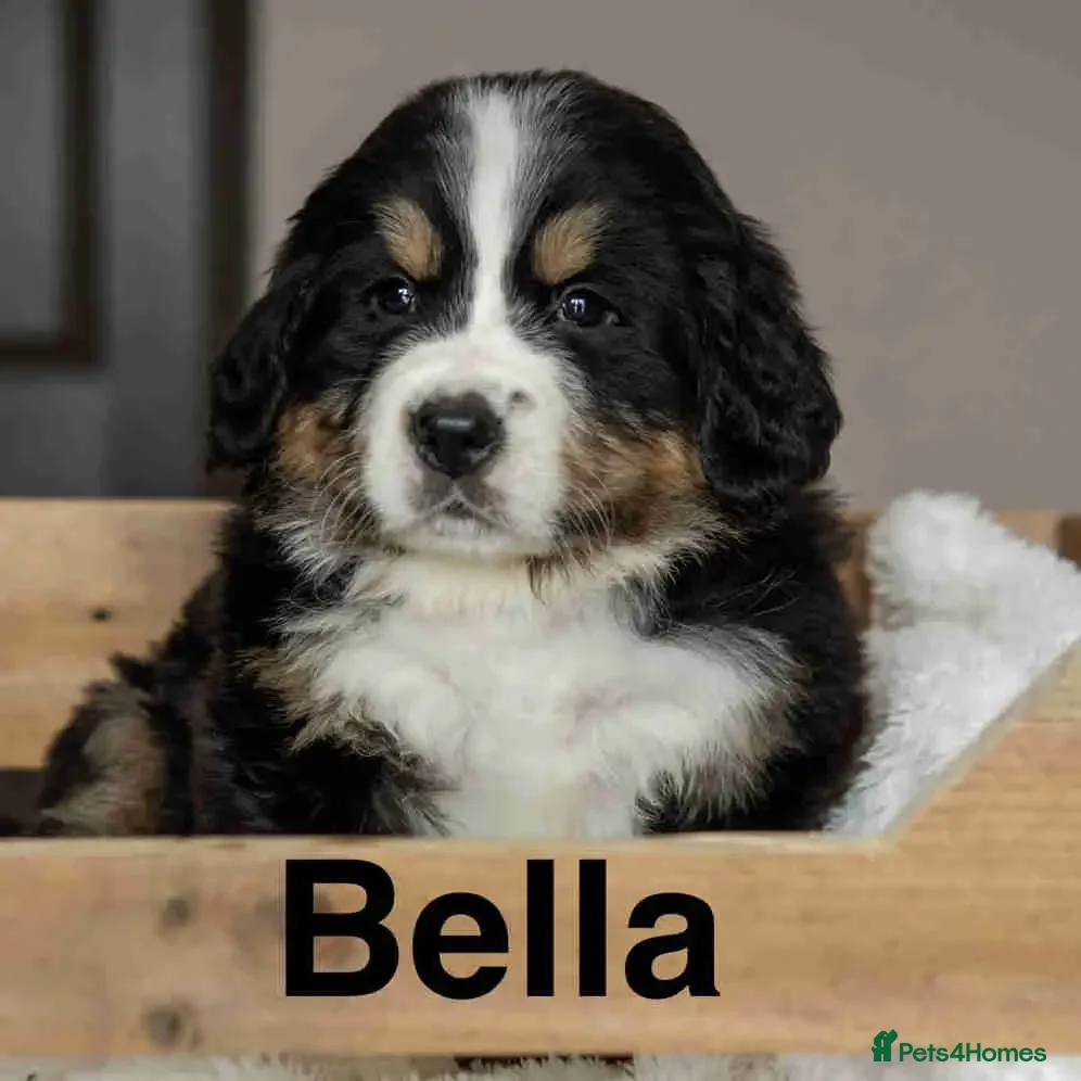 Bernese Mountain Dog dogs KC Registered Bernese mountain dog puppies in London - Advert 3