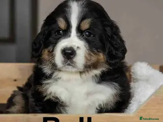 Bernese Mountain Dog dogs KC Registered Bernese mountain dog puppies in London - Advert 3