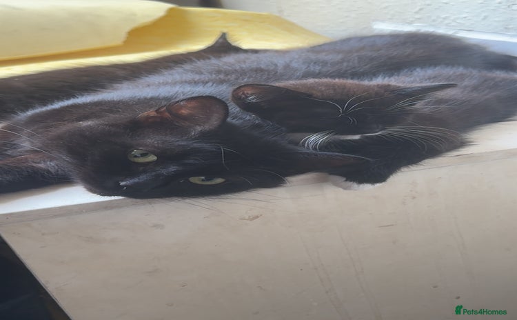 Maine Coon cats - Advert 8