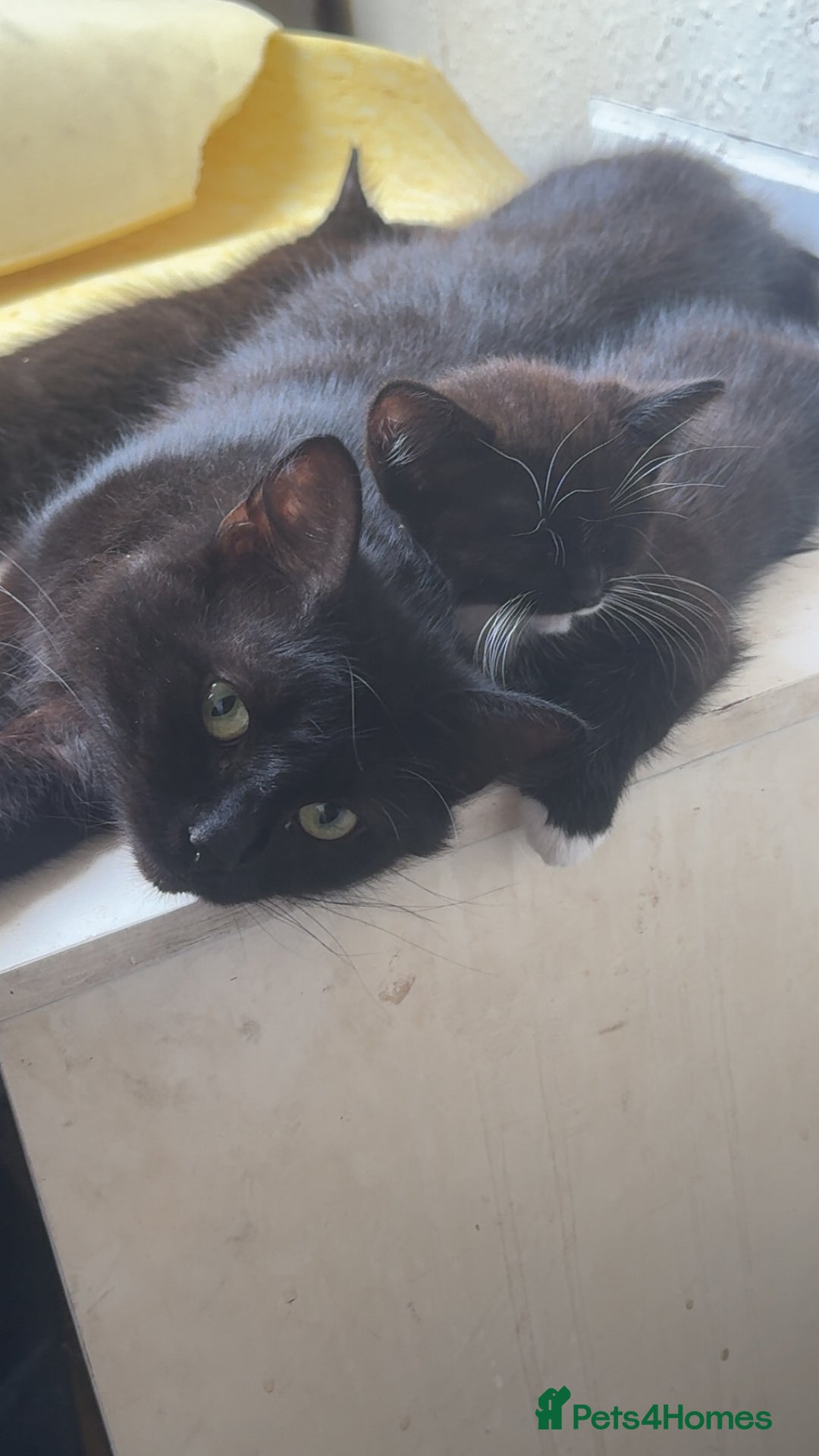 Maine Coon cats for sale: Mother and kitten  - Image 1