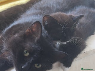 Maine Coon cats - Advert 8