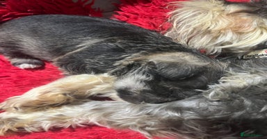 Miniature Schnauzer dogs 2 boys looking for excellent homes - Advert 6