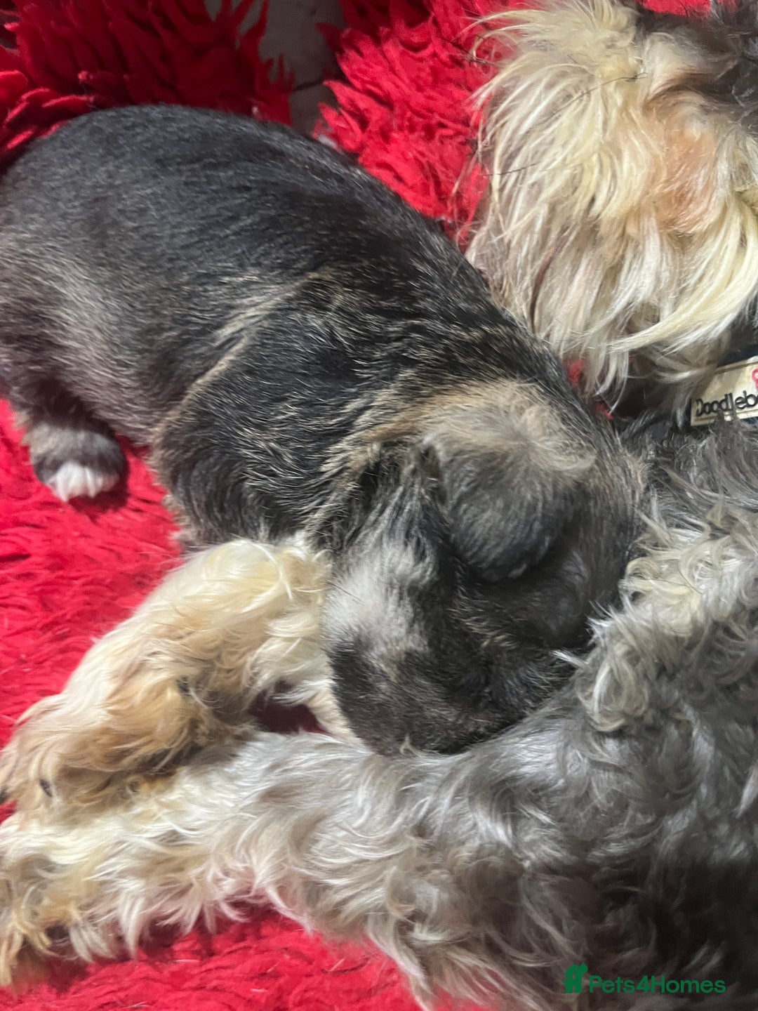 Miniature Schnauzer dogs for sale: 1 boy looking for 5 * home - Advert 7