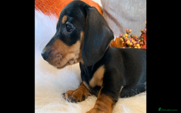 Miniature Dachshund dogs for sale: Minature daschund black and tan female available - Image 16