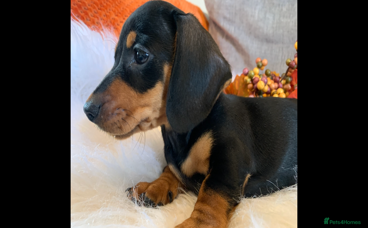 Miniature Dachshund dogs - Advert 8