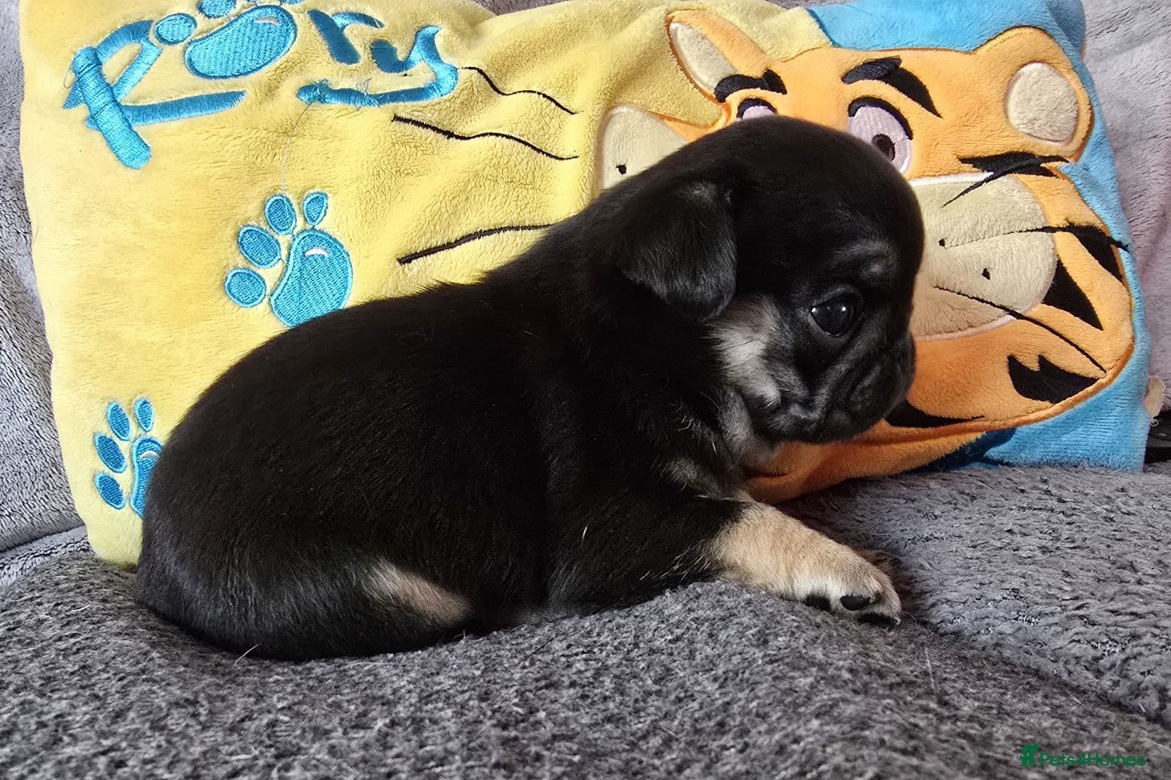 Pug dogs Kc registered Pug puppies  - Advert 3