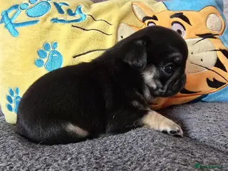 Pug dogs Kc registered Pug puppies - Advert 3