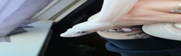 Python Snake reptiles for sale: Blue eyed lucistic royal python and vivarium  - Advert 2