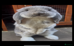 French Lop rabbits for sale: Giant French lop - Image 2