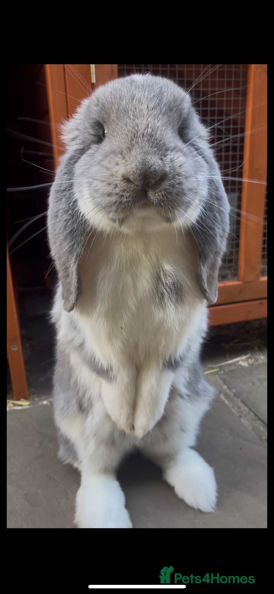 French Lop rabbits for sale: Giant French lop - Image 2