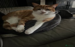 Domestic Shorthair cats for sale: looking for a forever home. (Free/ adoption)  - Image 6