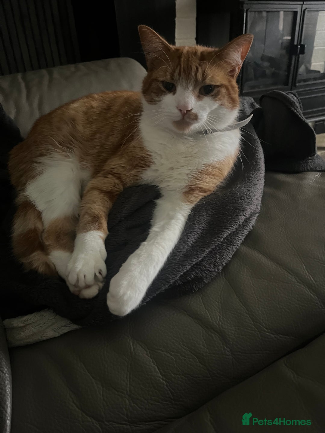 Domestic Shorthair cats for sale: looking for a forever home. (Free/ adoption)  - Image 6