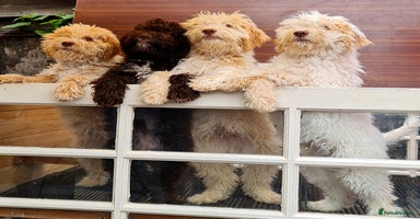 Lagotto Romagnolo dogs in London - Advert 9