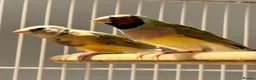 Finches birds for sale: Young Gouildan  Finches — 2 Hens & 1 Cock - Advert 6