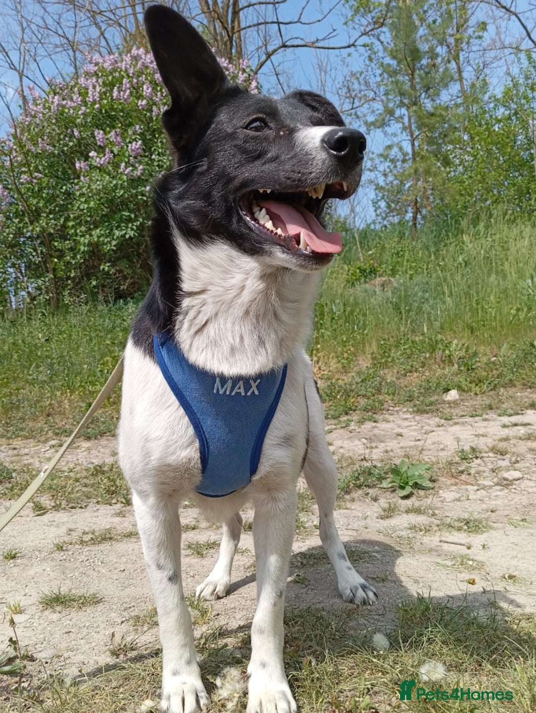 Mixed Breed dogs for adoption: ❤️JAVY- gentle angel,loving soul waiting so long❤️ - Image 9