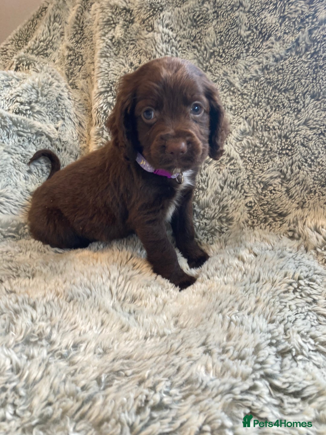 Cocker Spaniel dogs for sale: Beautiful cocker spaniel puppies  - Image 7
