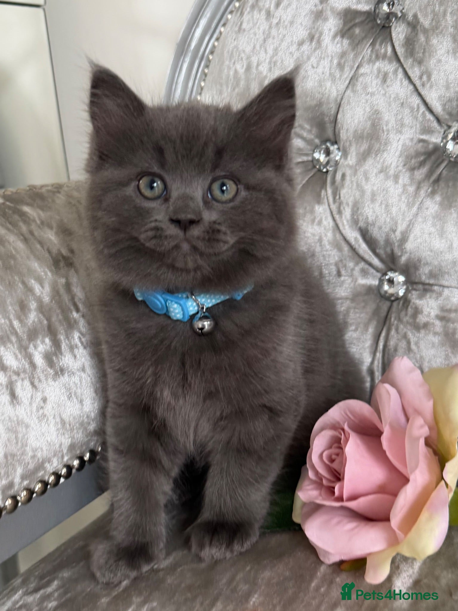 Mixed Breed cats READY NOW RAGDOLL BRITISH BLUE CROSS KITTENS - Advert 3