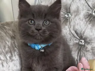 Mixed Breed cats READY NOW RAGDOLL BRITISH BLUE CROSS KITTENS - Advert 3