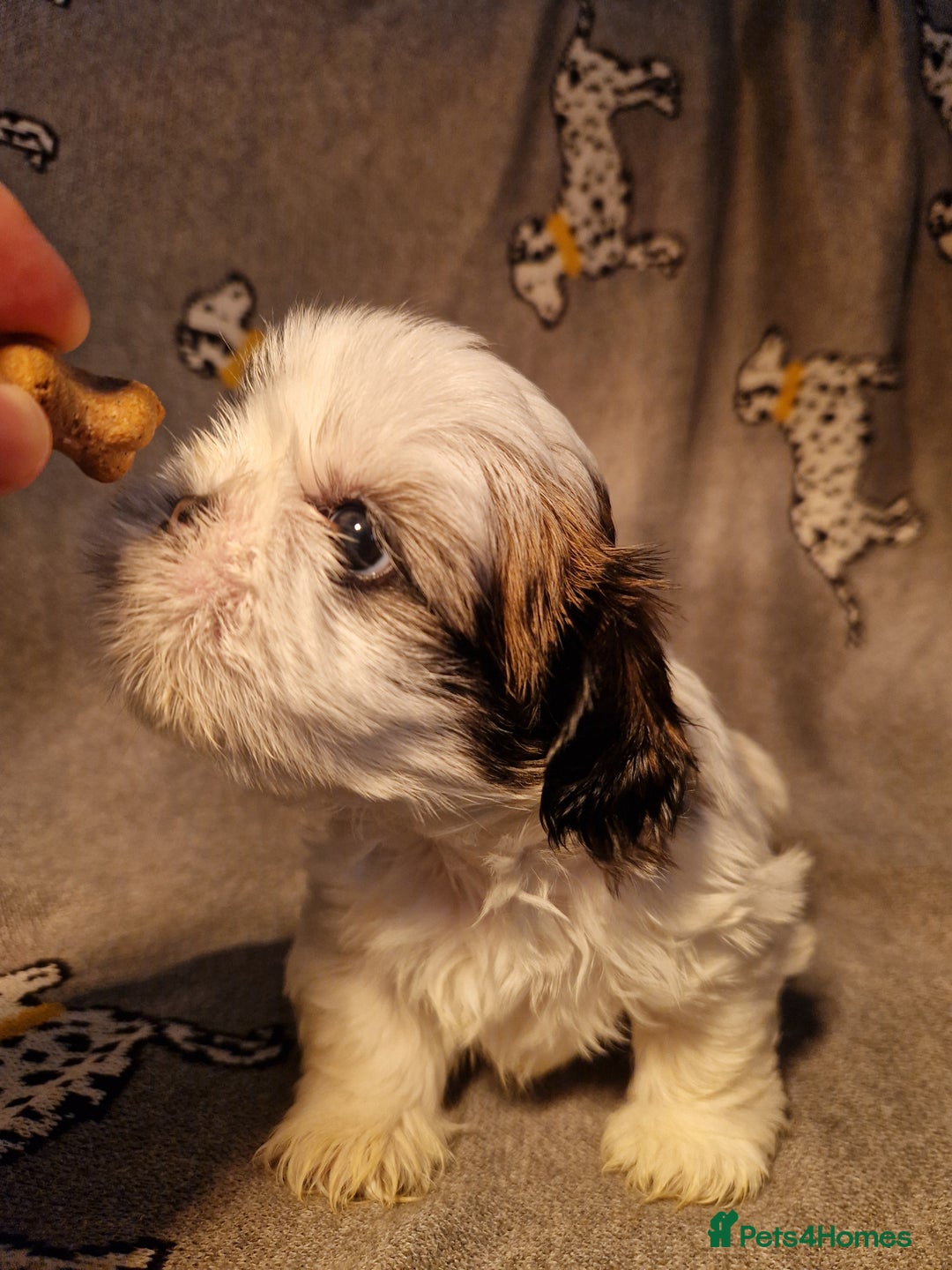 Shih Tzu dogs for sale: Shih Tzu puppies for sale  - Image 6
