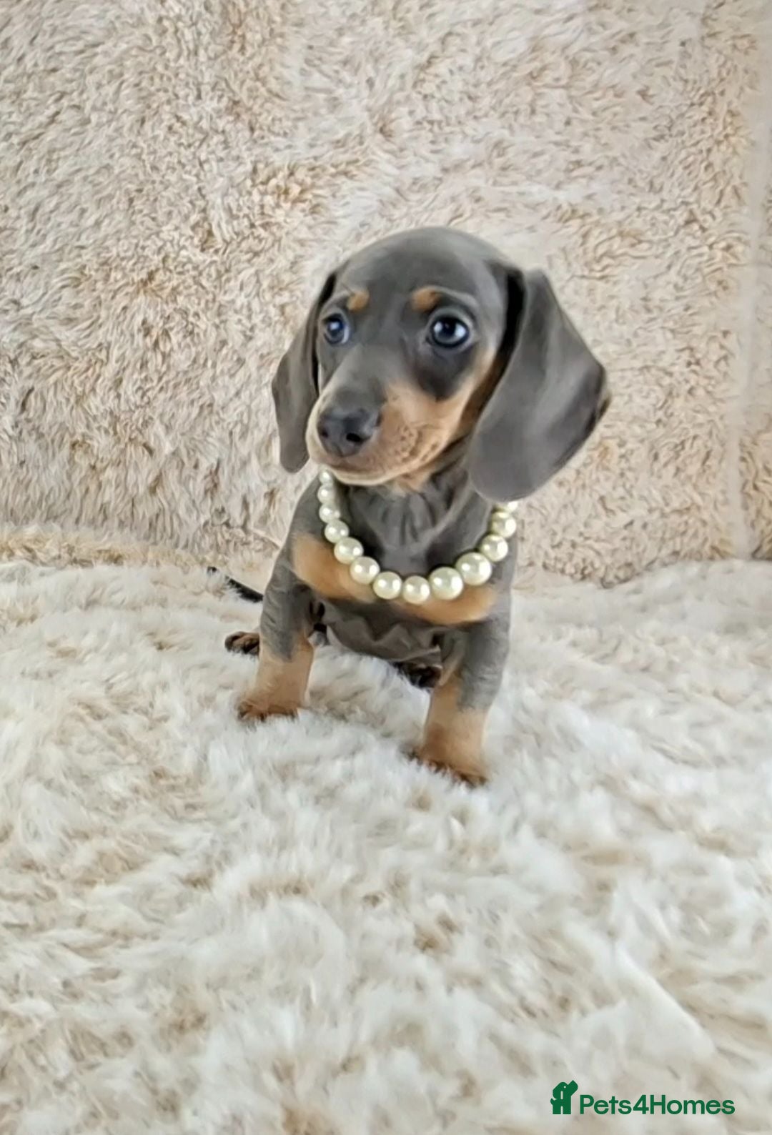 Miniature Dachshund dogs KC Registered Miniature Dachshund Puppies  - Advert 2