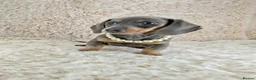Miniature Dachshund dogs for sale: KC Registered Miniature Dachshund Puppies  - Advert 7