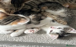 Mixed Breed cats for sale: Kittens  - Image 20