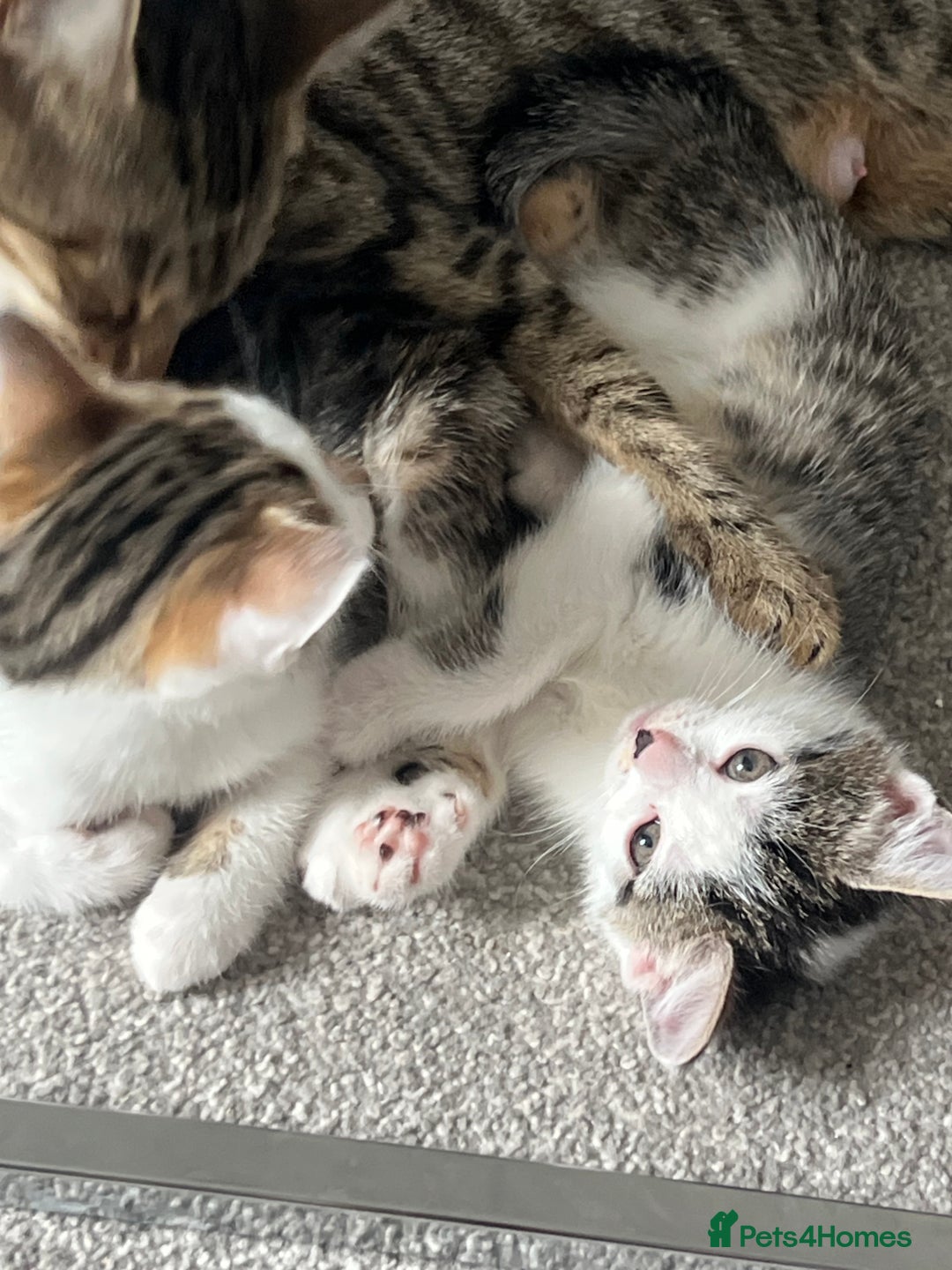 Mixed Breed cats for sale: Kittens  - Image 20