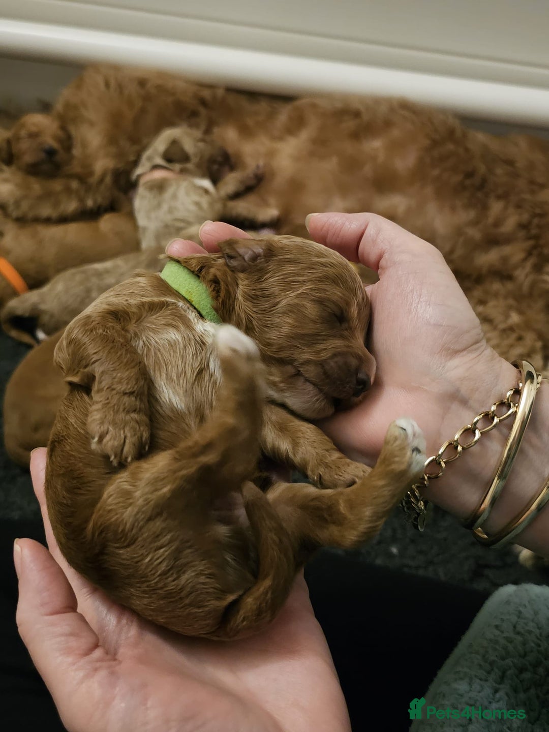 Australian Labradoodle dogs for sale: 100% Pure bred Australian Labradoodle - Advert 28