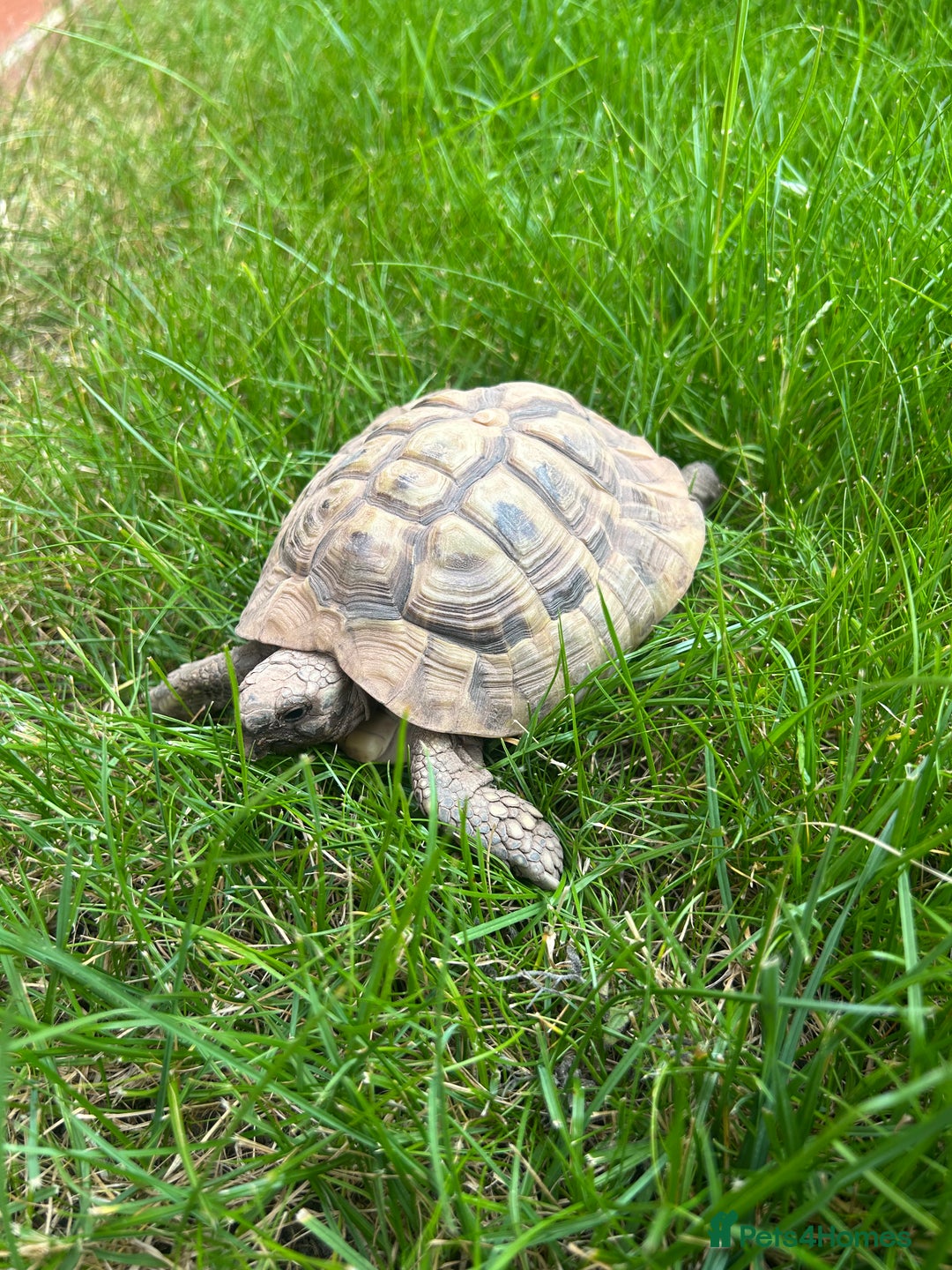 Hermann Tortoise reptiles for sale: Male Hermann tortoise - Image 4