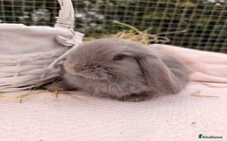Mini Lop rabbits for sale: Pure mini lops, otters, grey, blue - Advert 15