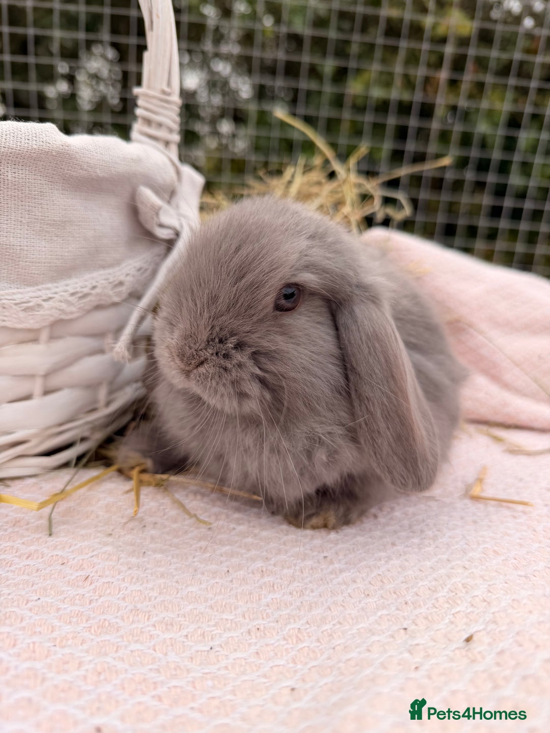 Mini Lop rabbits for sale: Pure mini lops, otters, grey, blue - Advert 15