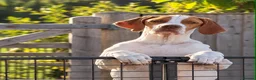Pointer dogs for sale: Older pointer puppy  - Advert 2