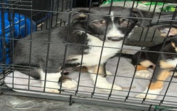 Border Collie dogs for sale: Last boy… Border Collie Pup - Image 35