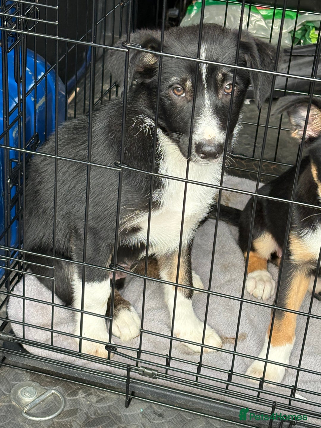 Border Collie dogs for sale: Last boy… Border Collie Pup - Image 35