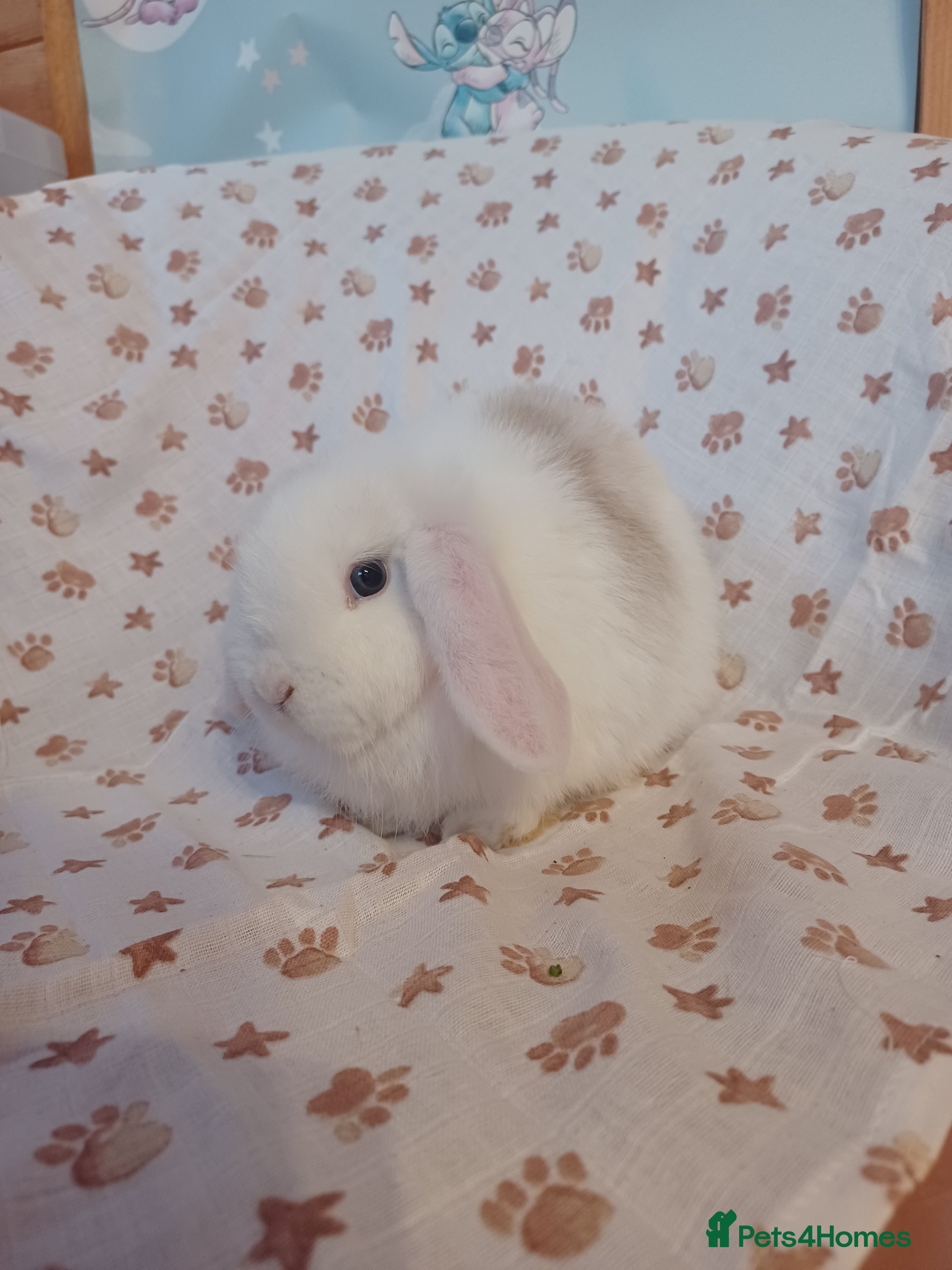 Mini Lop rabbits Beautiful Mini lop babies ready now 9 weeks  - Advert 2