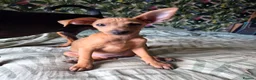 Miniature Pinscher dogs for sale: Adorable miniature pinscher puppies  - Advert 4