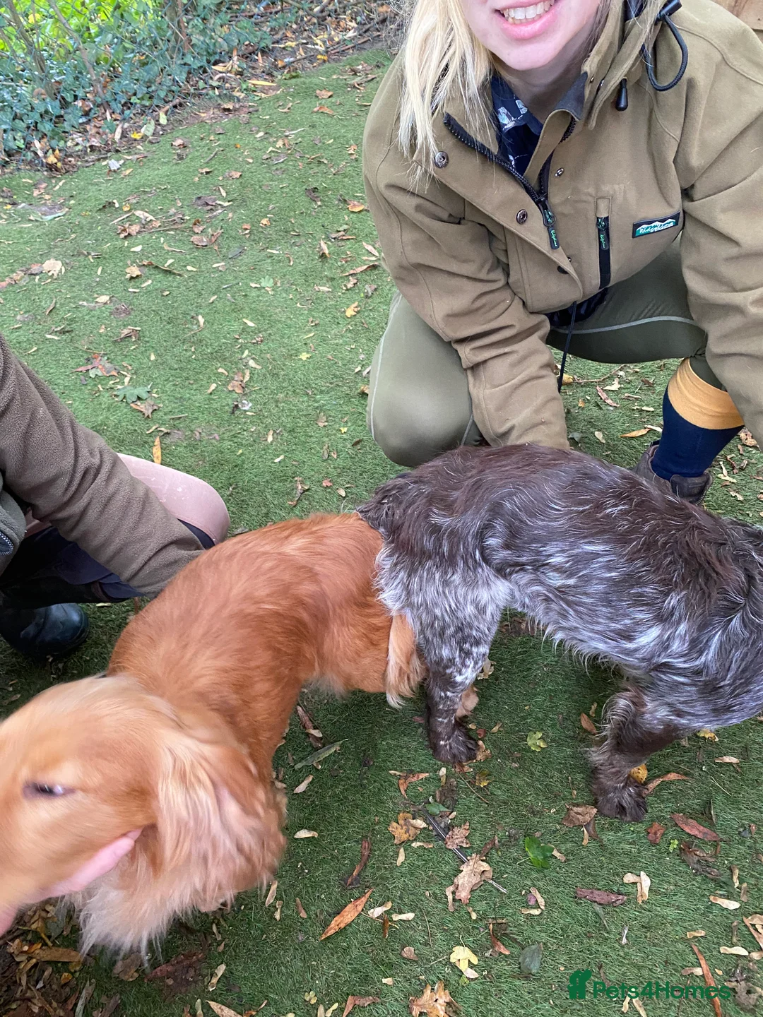 Cocker Spaniel dogs for stud: Working Cocker Gonio✅BVA eye tested✅ Hips/Elbows✅ in Pickering - Advert 4