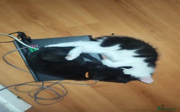Mixed Breed cats for sale: Kittens for free  - Image 4