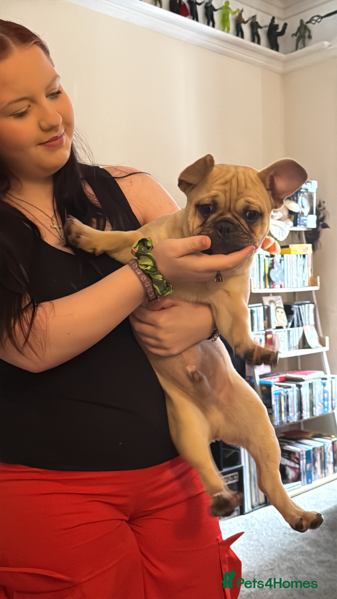 Frug dogs 6 month old Male Intact Pug / Frenchie - Frug - Advert 7