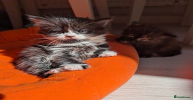 Mixed Breed cats - Advert 16