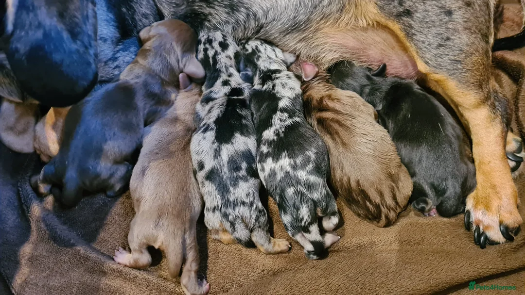 Miniature Dachshund dogs for stud: Well proven, KC, PRA clear Miniature Dachshund in Hinckley - Advert 8