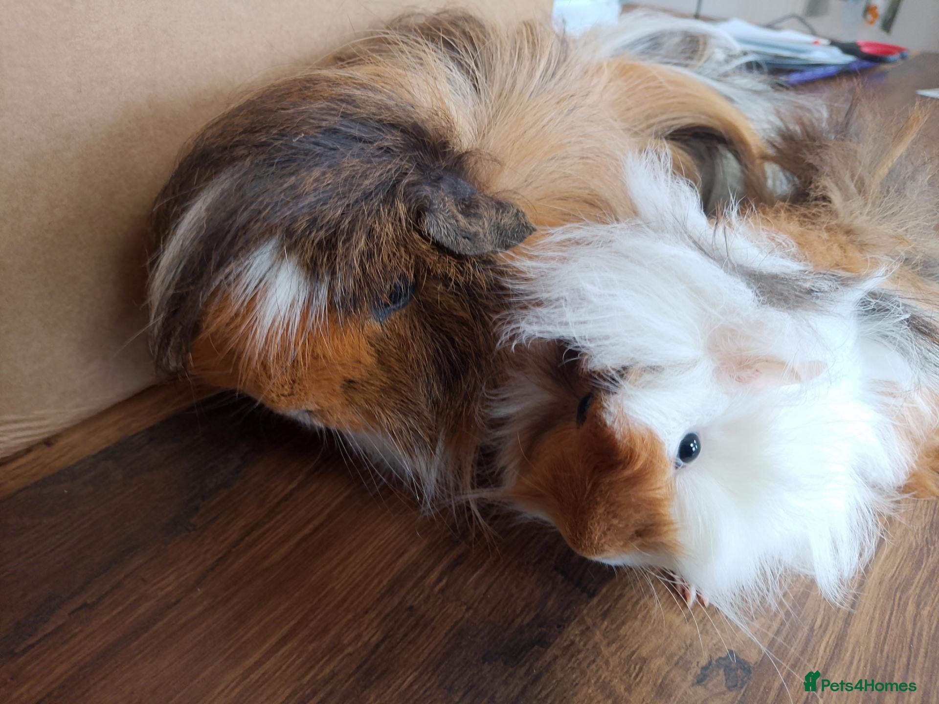 Guinea Pig rodents for sale: Baby guinea boars looking for new homes - Advert 6