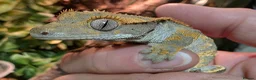 Gecko reptiles for sale: Gorgeous baby Crested Gecko and tank - Advert 4