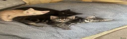 Mixed Breed cats for sale: Maincoon x  in Driffield - Advert 19