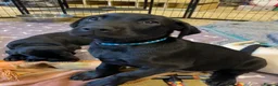 Labrador Retriever dogs for sale: KC Black Working Labrador Puppies ready for homes in Alresford - Advert 9